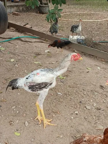 venço galos gigantes ótima genetica