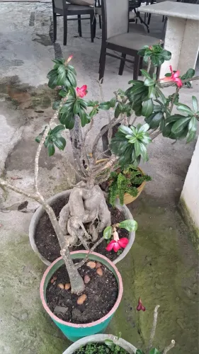 Rosa do Deserto Flores