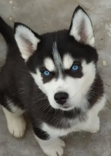 Macho e fêmea lindos de husky