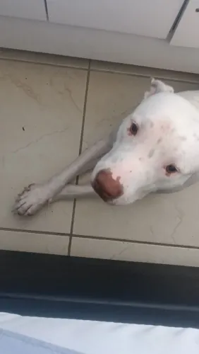 Pitbul manso
