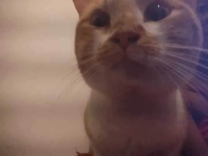 Estou doando um gato macho adulto