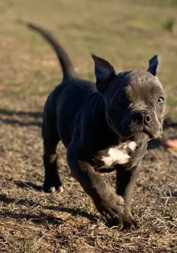 American Bully Pocket 