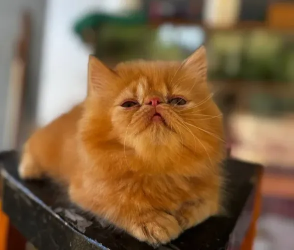 Gato Persa com beleza rara, leve hoje mesmo