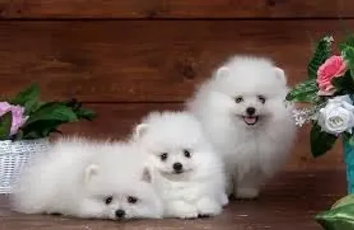 Spitz O Spitz correu pelo quintal logo cedo.