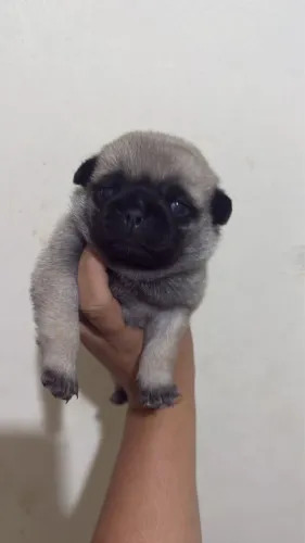 Vendo filhotes de pug