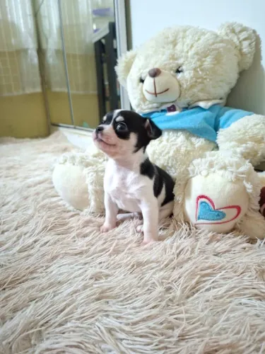 Filhote Chihuahua Procurando um Novo Lar