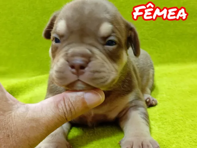 Filhotes de American Bully com pedigree 