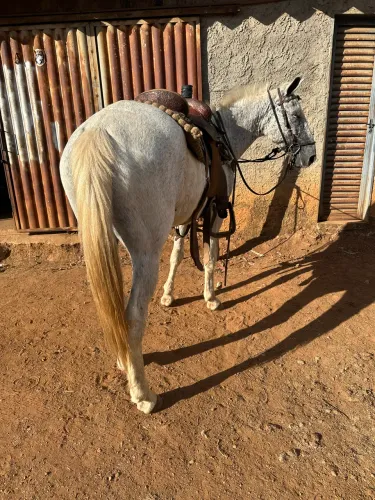 Égua mansa de criança andar 