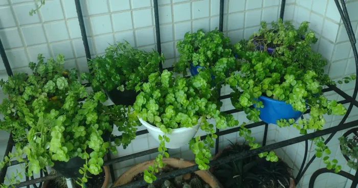 Planta: Mudas Lágrimas de Bebê