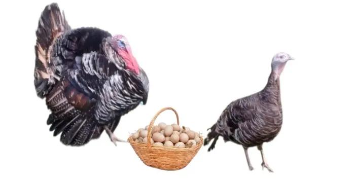 Ovos De Peru