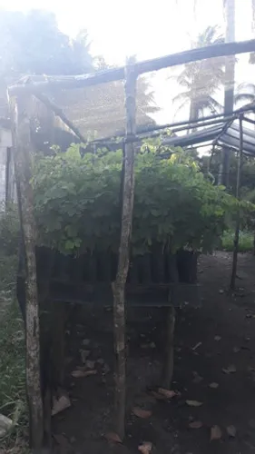 VENDO MUDAS SABIA (SANSÃO DO CAMPO )