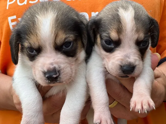 Beagle filhote vacinado criatório há 22 anos