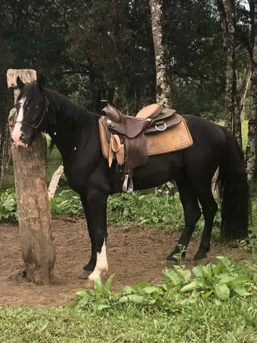 Vendo ou troco cavalo crioulo 