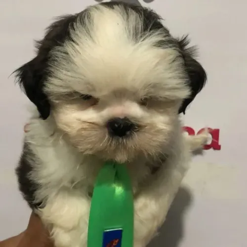 Filhotes Shih Tzu - Prontos para Novo Lar