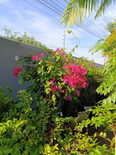 Bougainvillea adultos 