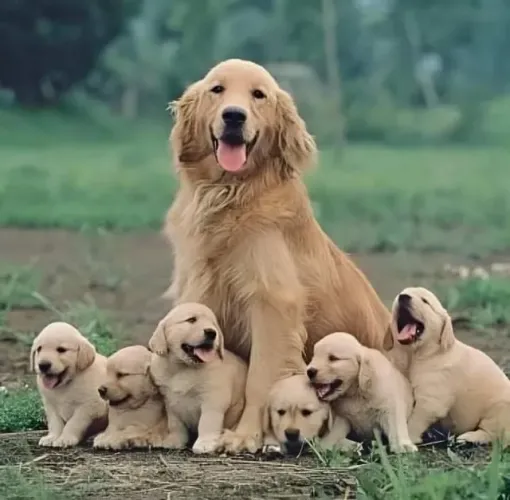 goldens um banho de fofura
