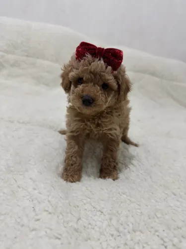 Poodle Toy Red Temos lindos filhotes esperando por você! 