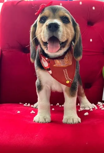 BEAGLE LINDO - A PRONTA ENTREGA