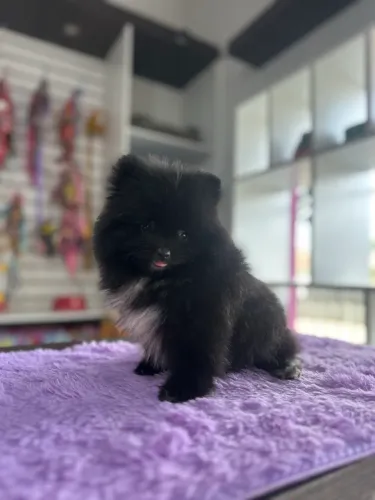 Spitz Alemão