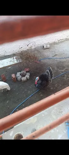 Peru e perua e Pato e pata