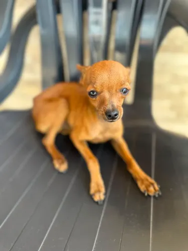 Vendo Pinscher 1 Macho