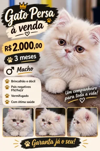 Gato Persa