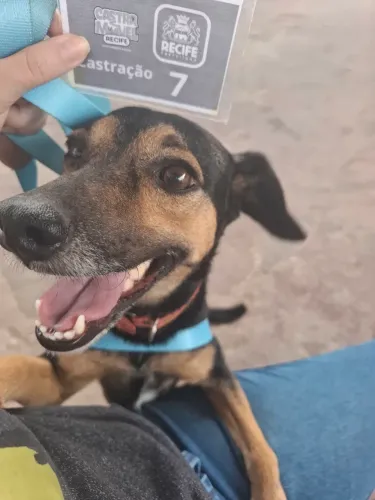 Cadela para doação