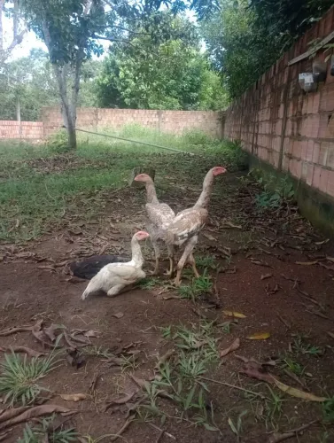 Índio gigante puro