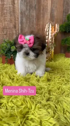 Fêmea de shih tzu