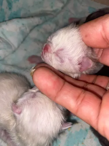Gatos persa para reserva