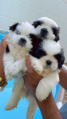 Shih Tzu adorável 