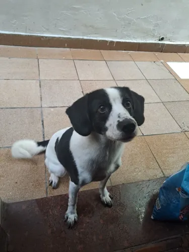 Doace cachorrinha 5 anos 