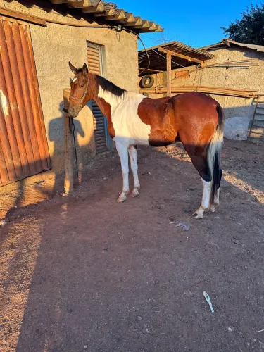 Cavalo mangalarga marcha picado pampa