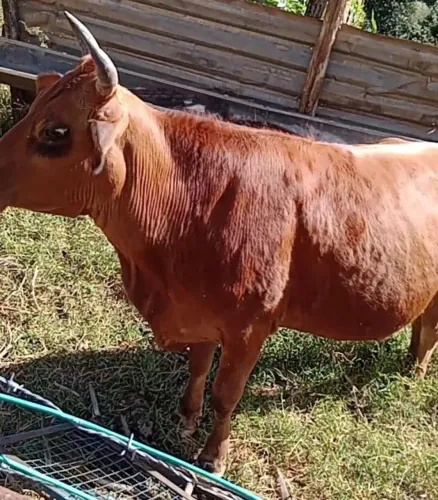 Vaca prenha
