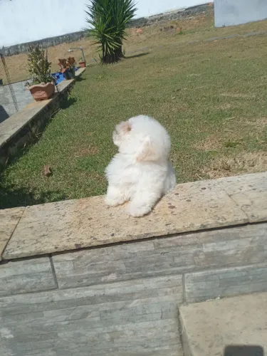 Poodle 