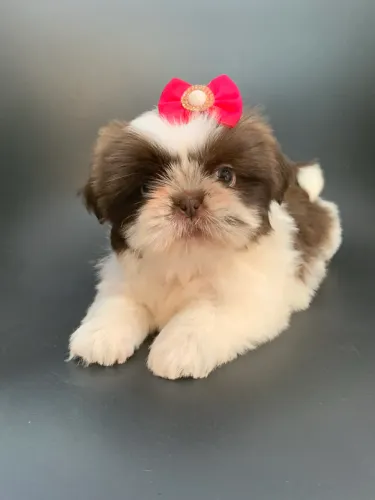 Shih tzu filhotes 