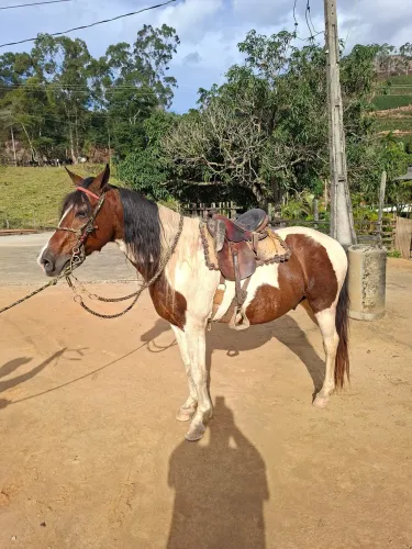 Cavalo marcha picada 