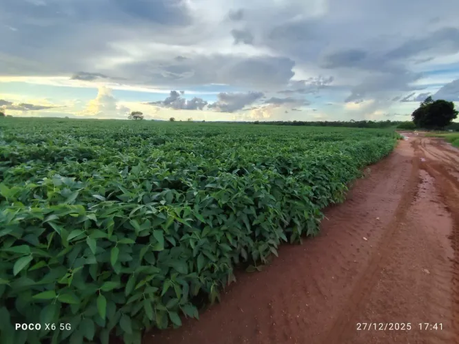 Fazenda de arrendamento 1.500 hec plantando, repasse vende 1 milhão em Denise MT.