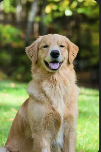Vendo Cachorra Fêmea da Roça Golden Retriever