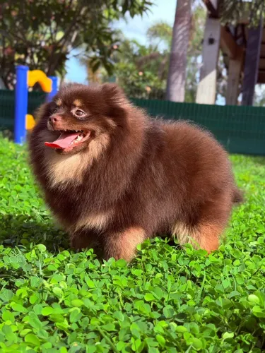 Lulu Chocotam (raridade) anão 