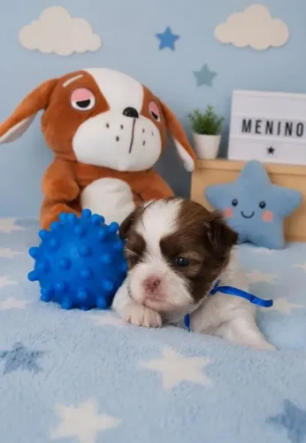 Shih tzu O cachorrinho que pode completar sua família