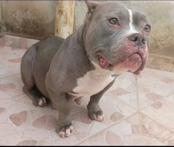 Doa se fêmea American bully