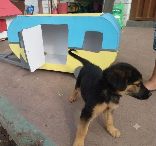 Casinha para cachorro trailer