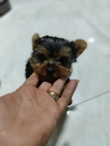 Mini York macho 
