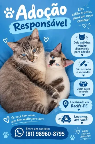 Adoção de gatos castrados 