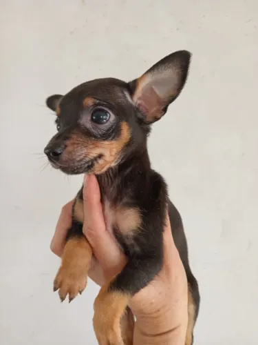 filhote Pinscher