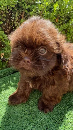 Mini shih tzu macho chocolate