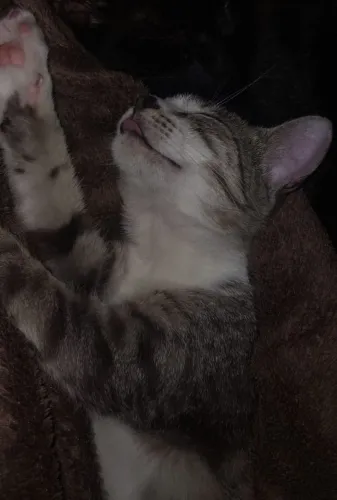 gata filhote adoção
