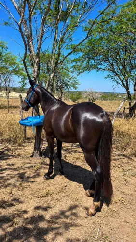 Castrado de cavalgada