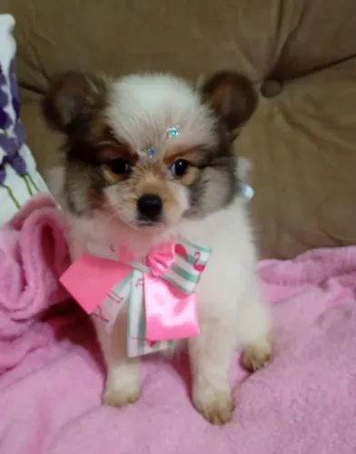 spitz aelmão, anã, femea com 80 dias, 02 vacinas e pedigree